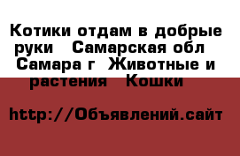 Котики отдам в добрые руки - Самарская обл., Самара г. Животные и растения » Кошки   